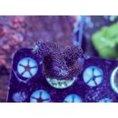 Stylophora pistillata FRAGS