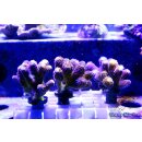 Stylophora pistillata FRAGS