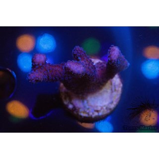 Stylophora pistillata FRAGS