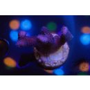 Stylophora pistillata FRAGS