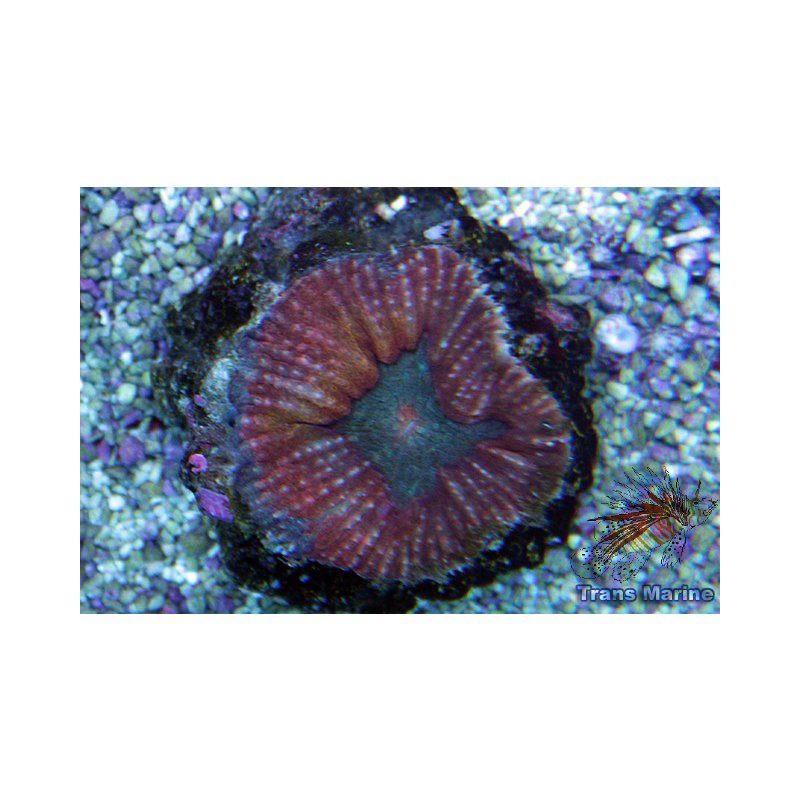 Symphilla Symphyllia agaricia - Groß- und Einzelhandel für Meerwasseraquaristik ...