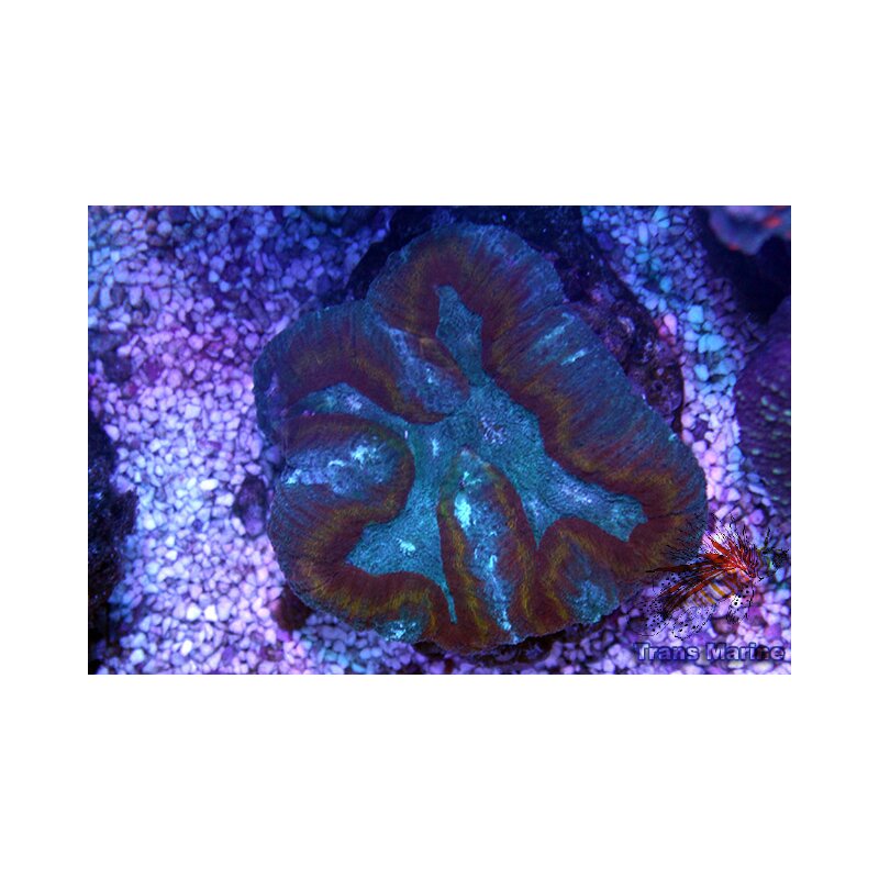 Symphilla Symphyllia agaricia - Groß- und Einzelhandel für Meerwasseraquaristik ...