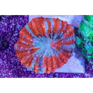 Acanthophyllia deshayesiana