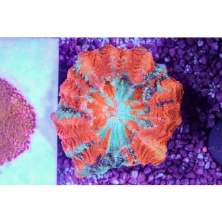 Acanthophyllia deshayesiana