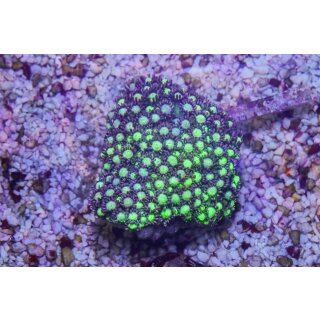 Goniopora minor