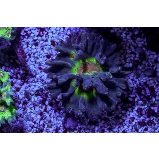 Pectinia sp.