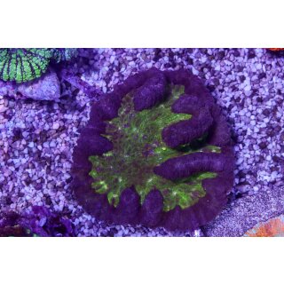 Symphyllia sp.