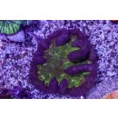 Symphyllia sp.