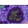Symphyllia sp.