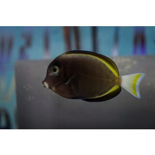 Acanthurus nigricans