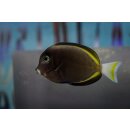 Acanthurus nigricans