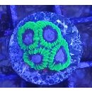 Favia sp.  FRAGS