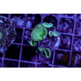 Palythoa sp. FRAG