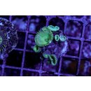 Palythoa sp. FRAG