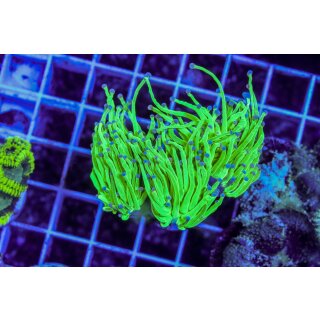 Euphyllia glabrescens    FRAGS