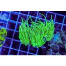 Euphyllia glabrescens    FRAGS