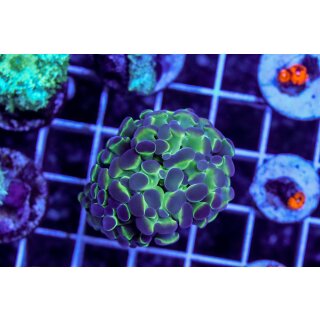 Fimbriaphyllia paraancora    FRAGS