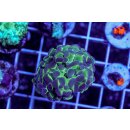 Fimbriaphyllia paraancora    FRAGS