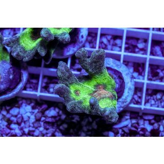 Pectina sp. FRAGS