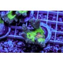 Pectina sp. FRAGS