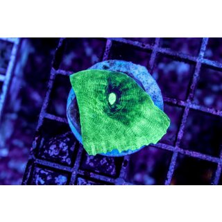 Chalice Green dot