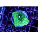 Chalice Green dot