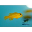 Gobiodon okinawae