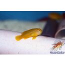 Gobiodon okinawae